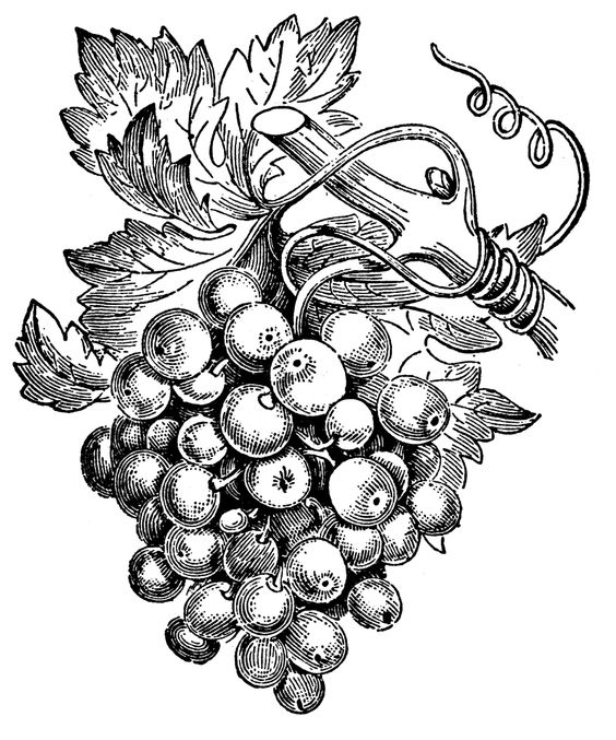 Winegrapes